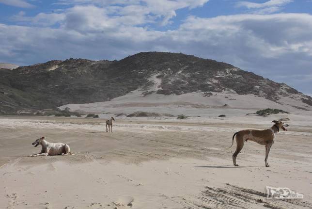 Nossos únicos companheiros na Praia da Galheta, no Farol de Santa Marta, litoral sul de Santa Catarina